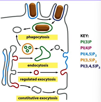 <p>Localized to Early Endosomes and Late Endosome Intraluminal Vesicle Membranes</p>