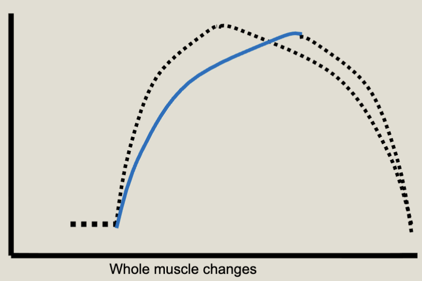 <p>Increase in ACh contact with Nicotinic receptors; increase in stimulation of Ca2+ release; increase in the length of contraction </p>