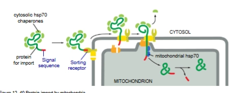 <p>Post translational. Unfolded.</p><p>Proteins are unfolded for import by  <u>hsp70 chaperone proteins</u></p>