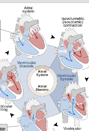 <p>1) all chambers relaxed; AV valves open; ventricles fill passively to ~70%</p><p>2) atrial systole: atria contract together; finish filling ventricles</p><p>3) ventricular systole: first phase. contracting ventricles push AV valves closed but not enough pressure to open the SL valves</p><p>4) ventricular systole: second phase. increasing pressure opens SL valves; push blood into the pulmonary and systemic circuits; atria are relaxed (diastole) and filling</p><p>5) ventricular diastole: early. ventricles relax and their pressure drops; blood in aorta and pulmonary trunk backflows, closes SL valves</p><p>6) all valves closed; no volume change; blood passively filling atria</p>