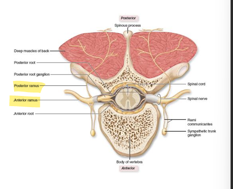 <p>innervates everything else, larger, organized by location (anterior/posterior)</p>