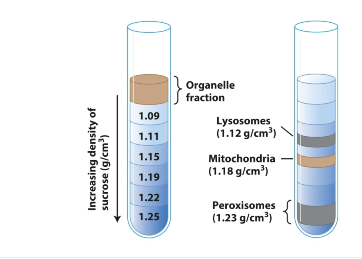 <p><span>Organelle purification method that separates molecules by spinning them in an increasing sucrose density gradient until each molecule reaches the position where its density equals the surrounding solution. Then it forms a distinct band that can be collected by puncturing the bottom of the tube (highest density at bottom leading to lowest density on top) </span></p>