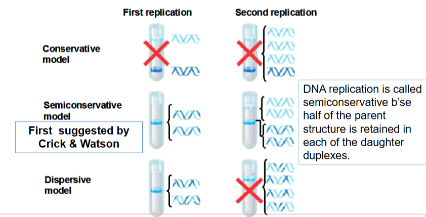 <p>half of the parent structure is retained in each of the daughter duplexes </p>