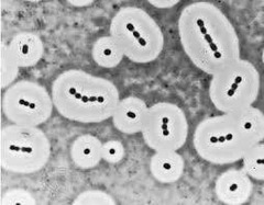 <p>They inhibit phagocytosis by masking cell structures recognized by phagocytes.</p>