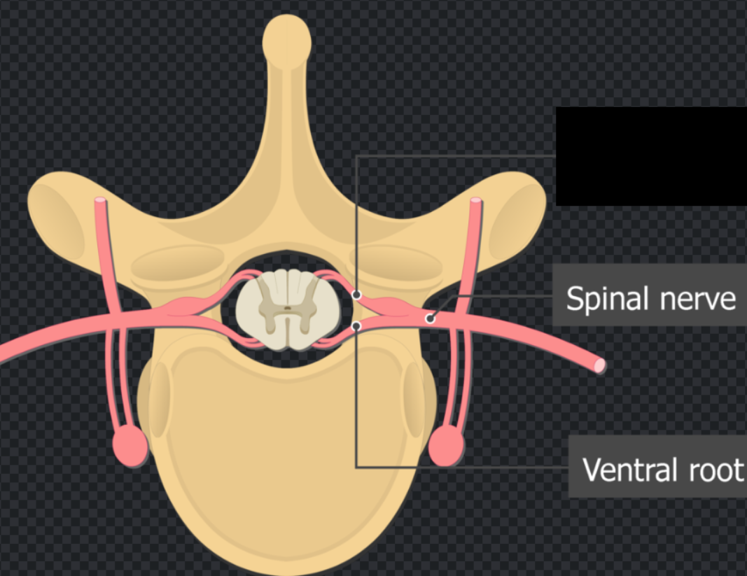 <p>The nerve root exiting the back of the spinal cord.</p>