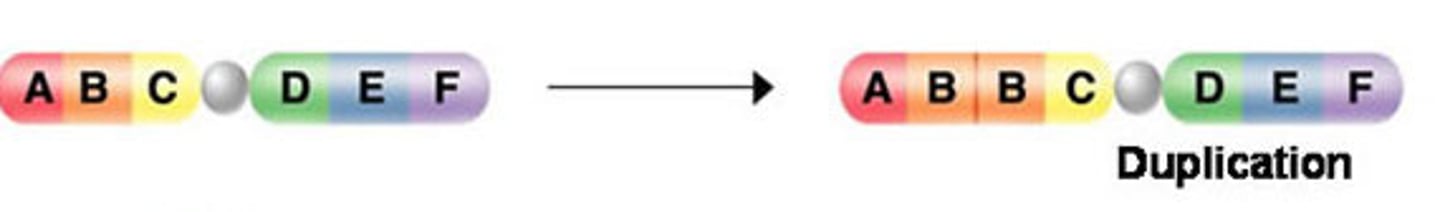 <p>repeats a segment</p>