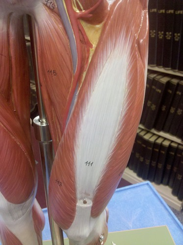 <p>Muscle, Action, muscle group. Perform the action on your own body</p>