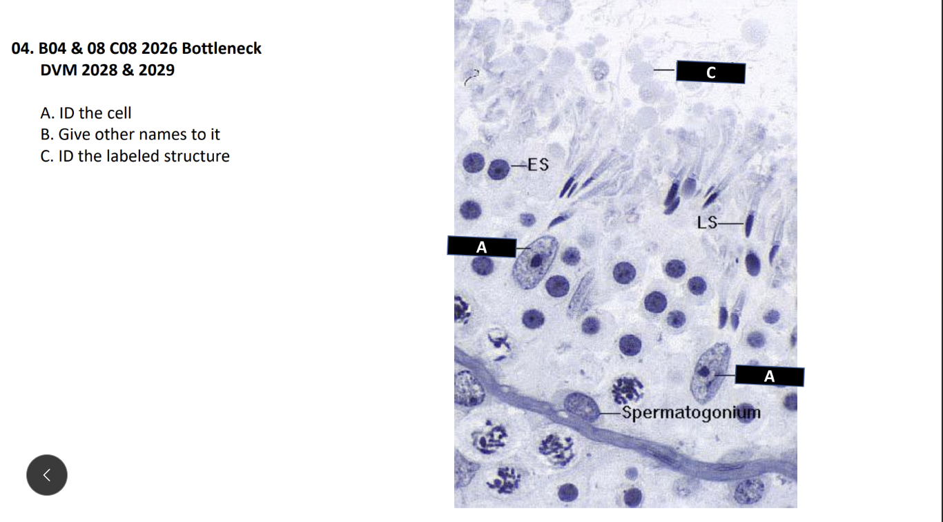 <p>A. ID the cell</p><p> B. Give other names to it</p><p> C. ID the labeled structure</p>