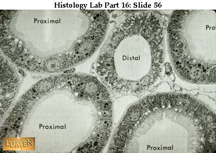 <p><span><span>What is seen on the lumenal surface of the proximal convoluted tubule?</span></span></p>