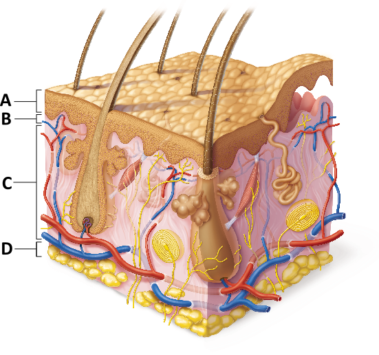 <p><span>Which layer is composed primarily of dense irregular connective tissue?</span></p>