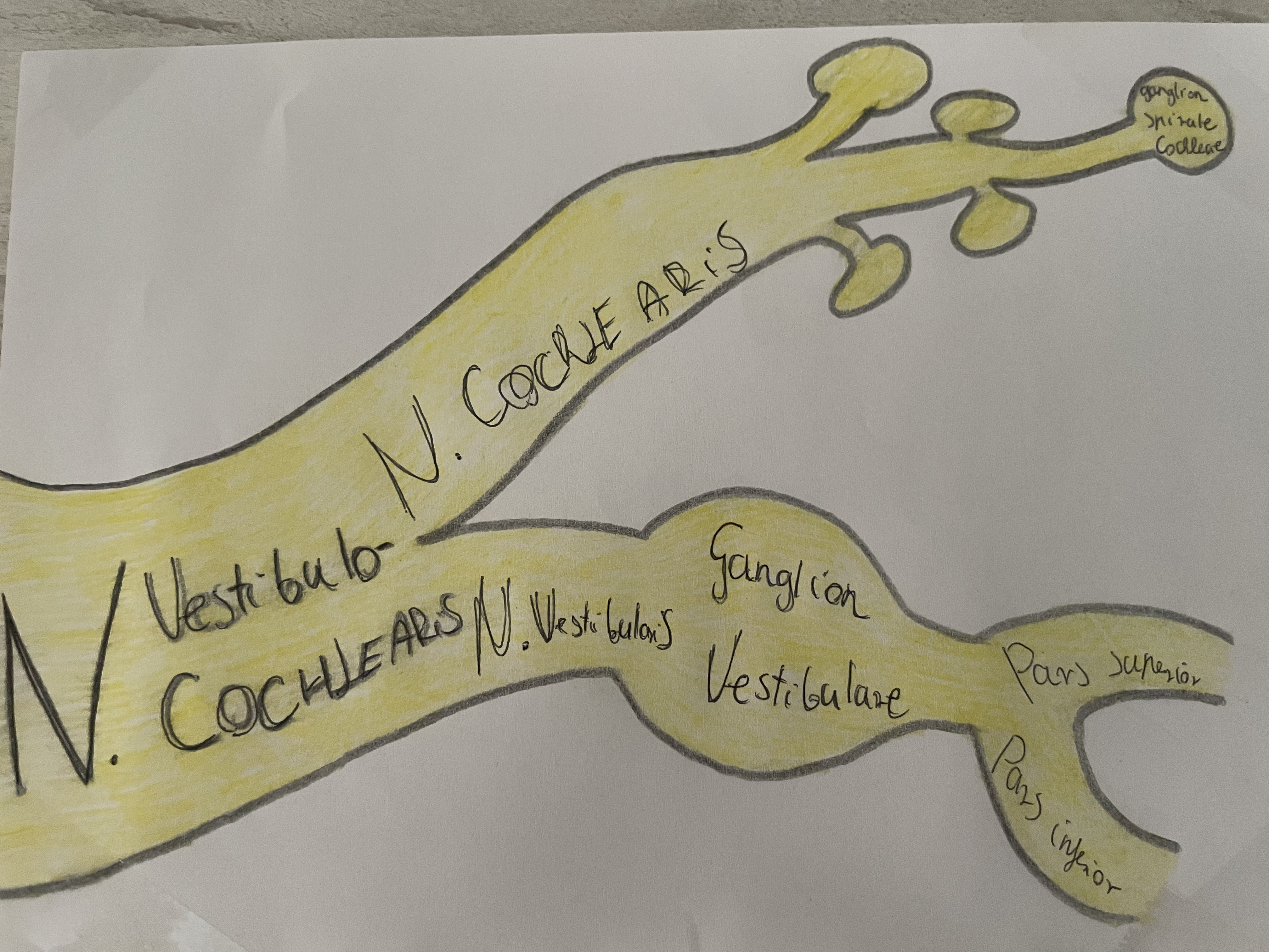 <p>halló- és egyensúlyozó ideg</p>