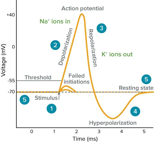 <p>its the sudden increase in membrane potential; this opens sodium channels and allows them to enter cell and make it more positive; once it reaches -55mV voltage gated sodium channels open getting cell to become 40mV</p>