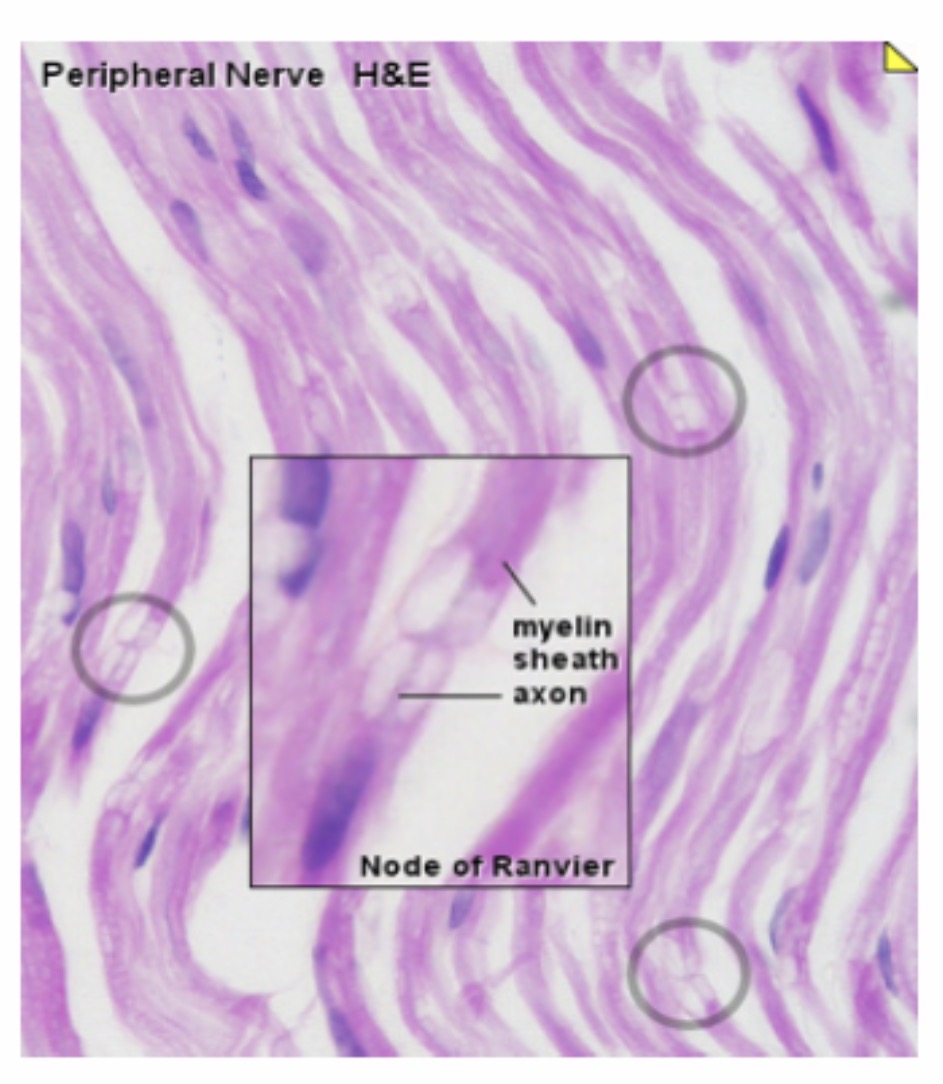 <p>Myeline sheath : Function : Insulates the axon and increases the speed of nerve impulse conduction.</p>