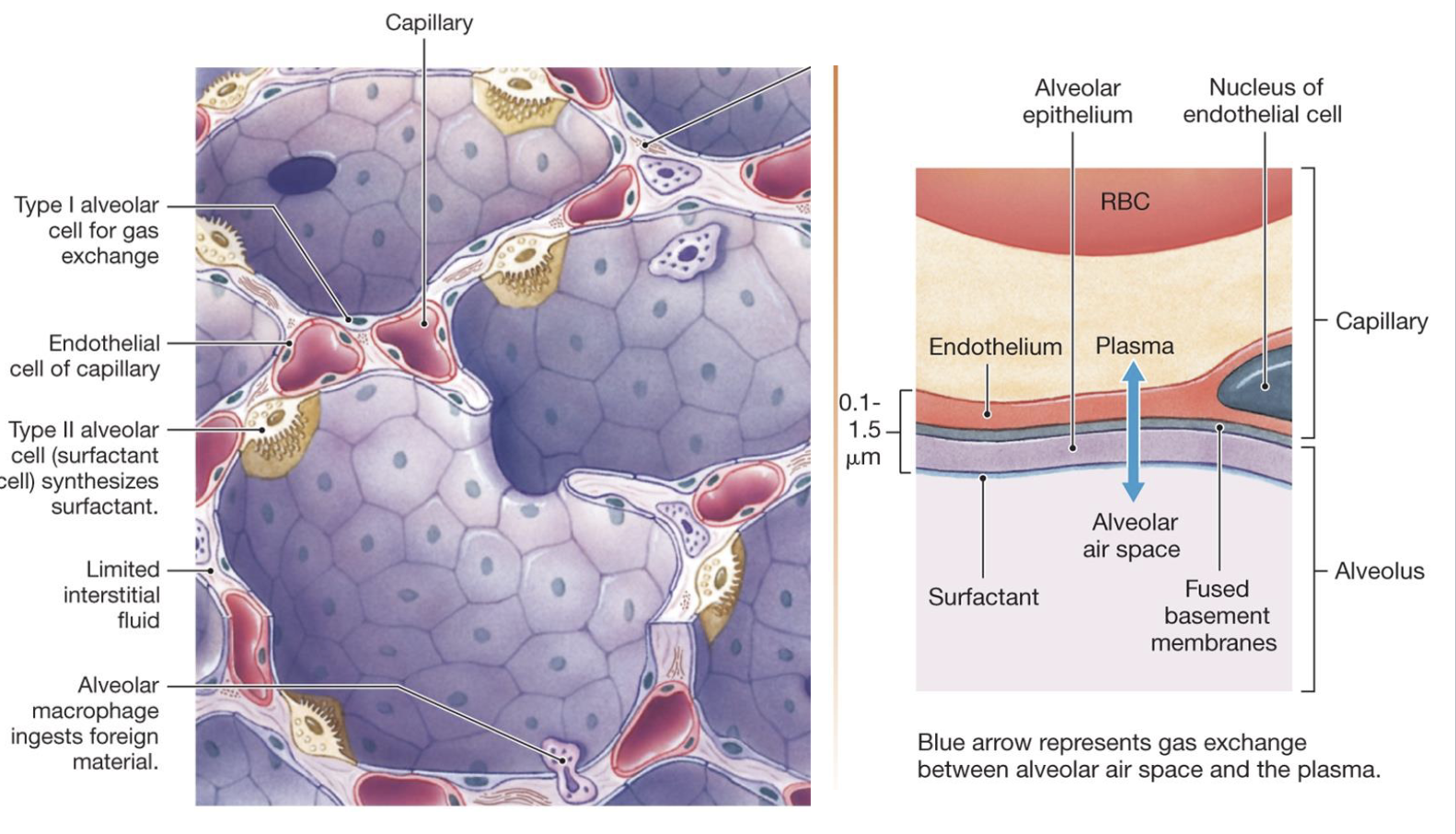 <ul><li><p>aka surfactant cells</p></li><li><p>synthesize and secrete surfactant</p></li><li><p>decreases surface tension and allows for the expansion</p></li></ul><p></p>