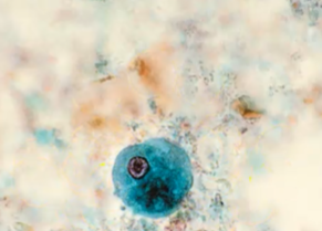 <p><span style="background-color: rgba(0, 0, 0, 0); line-height: 19.7625px;">What is the species in this photo and WHY?</span></p>