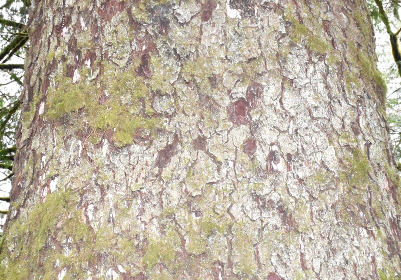 <p>Sitka Spruce</p>