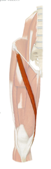 <p>flexes thigh at hip joint,</p><p>flexes leg at knee joint</p>