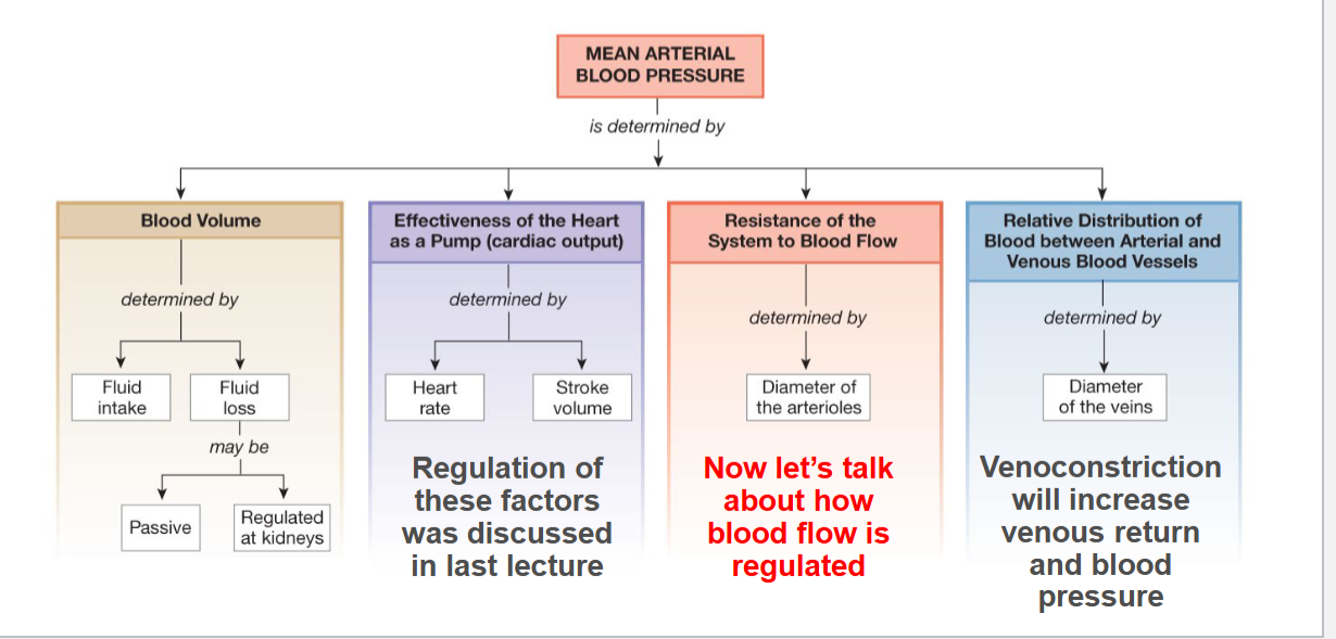 <p>Factors affecting blood pressure</p>