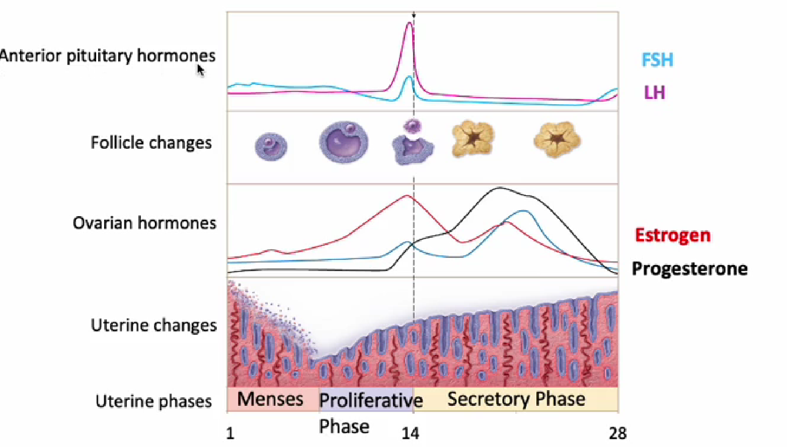 <p>based on estrogen &amp; progesterone lvls </p><p>(1) proliferation phase</p><ul><li><p>follicular phase when follcile dvlp + INC estrogen</p><ul><li><p>follicule changes in ovary w granulasa &amp; techa cells </p></li></ul></li><li><p>estrongen = stim uterus make INC endometrium to prep implantation</p></li><li><p>INC estrogen till LH surge </p></li></ul><p></p><p>(2) secretory phase</p><ul><li><p>post ovulation = INC progesterone (corpus luteum)</p></li><li><p>progesterone mature endomatrium → help dvlp vasculature &amp; endometrium dvlp right thickness to get proper implanation </p></li></ul><p></p><p>(3) menses</p><ul><li><p>X pregnancy = progsterone lvl DEC = X endometrium </p></li></ul><p></p><p>if pregnant = INC progesterone lvl b/c embryo makes hormone maintain corpus luteum </p><p></p>