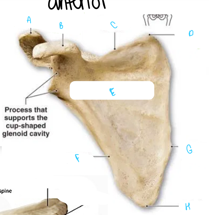 <p>What structure does letter A indicate?</p>