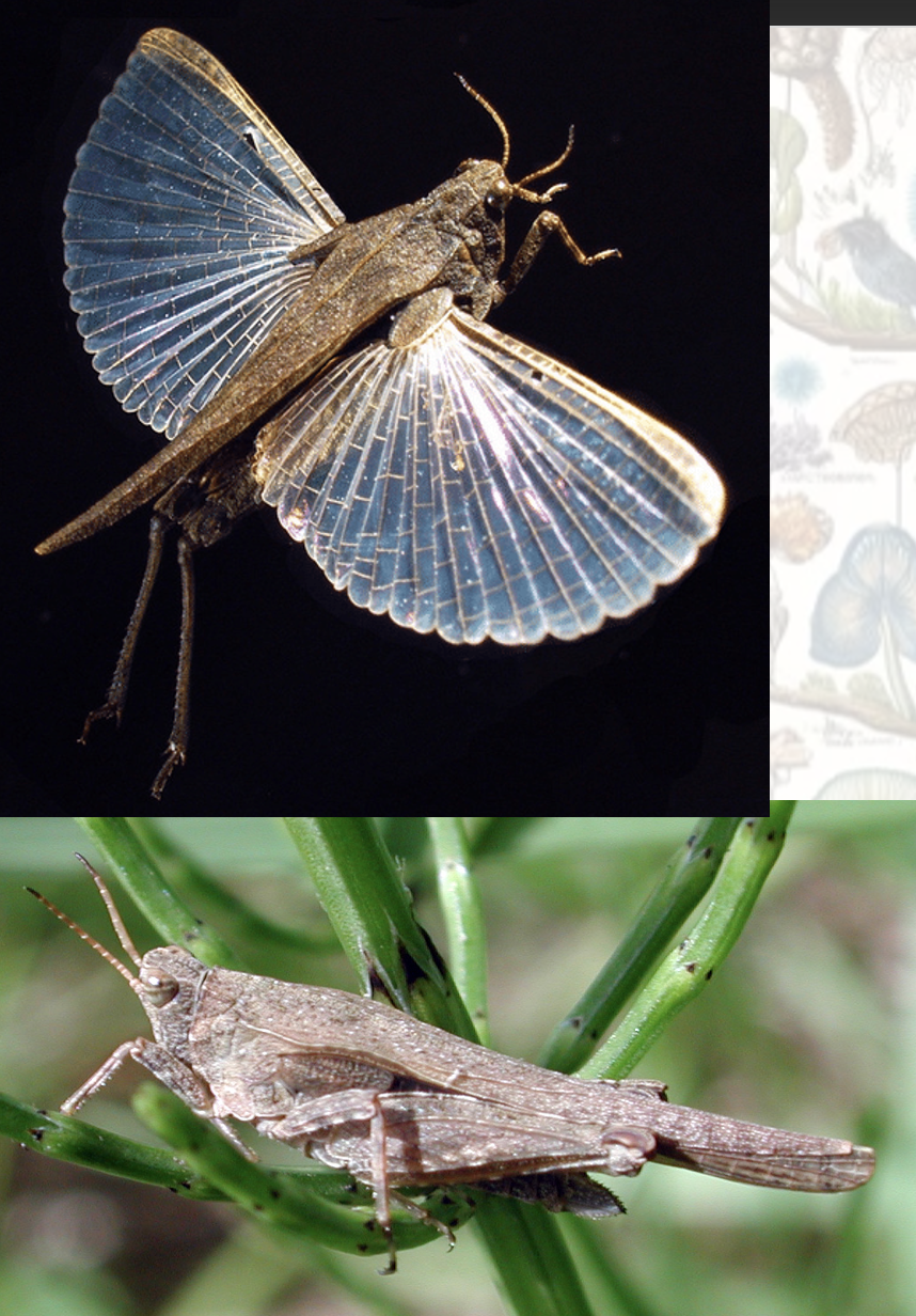 <p>Latin, magyar, védett?</p>