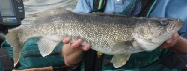 <p>Sander vitreus</p><p>nonnative</p><p>perch</p><p>large luminous eye, torpedo shaped body, forked tail, large sharp teeth, olive/brown colored but can get grayish, distinguishing white spot on lower edge of tail</p>