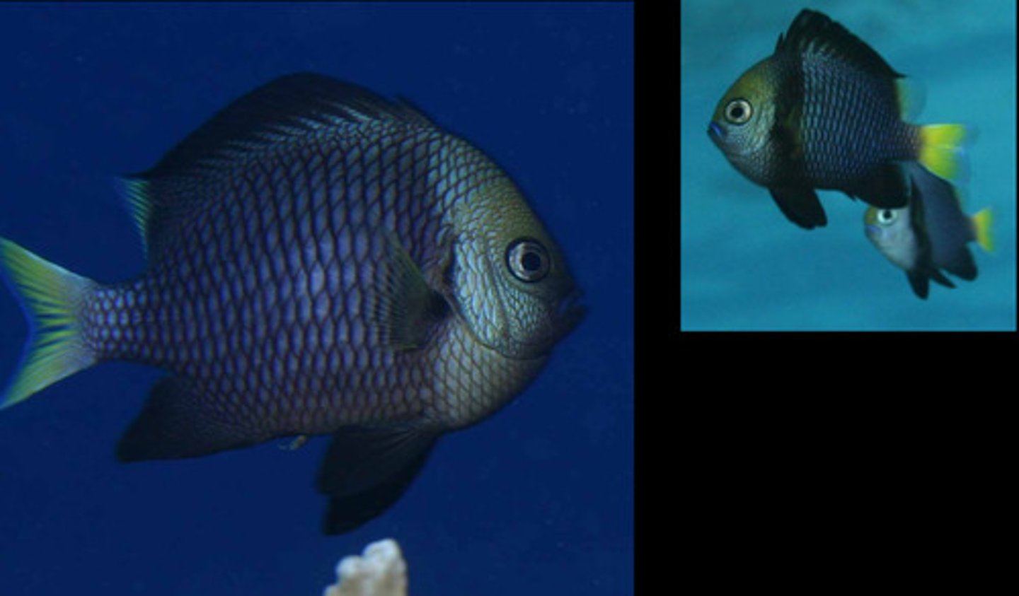 <p>Dascyllus flavicaudus</p>