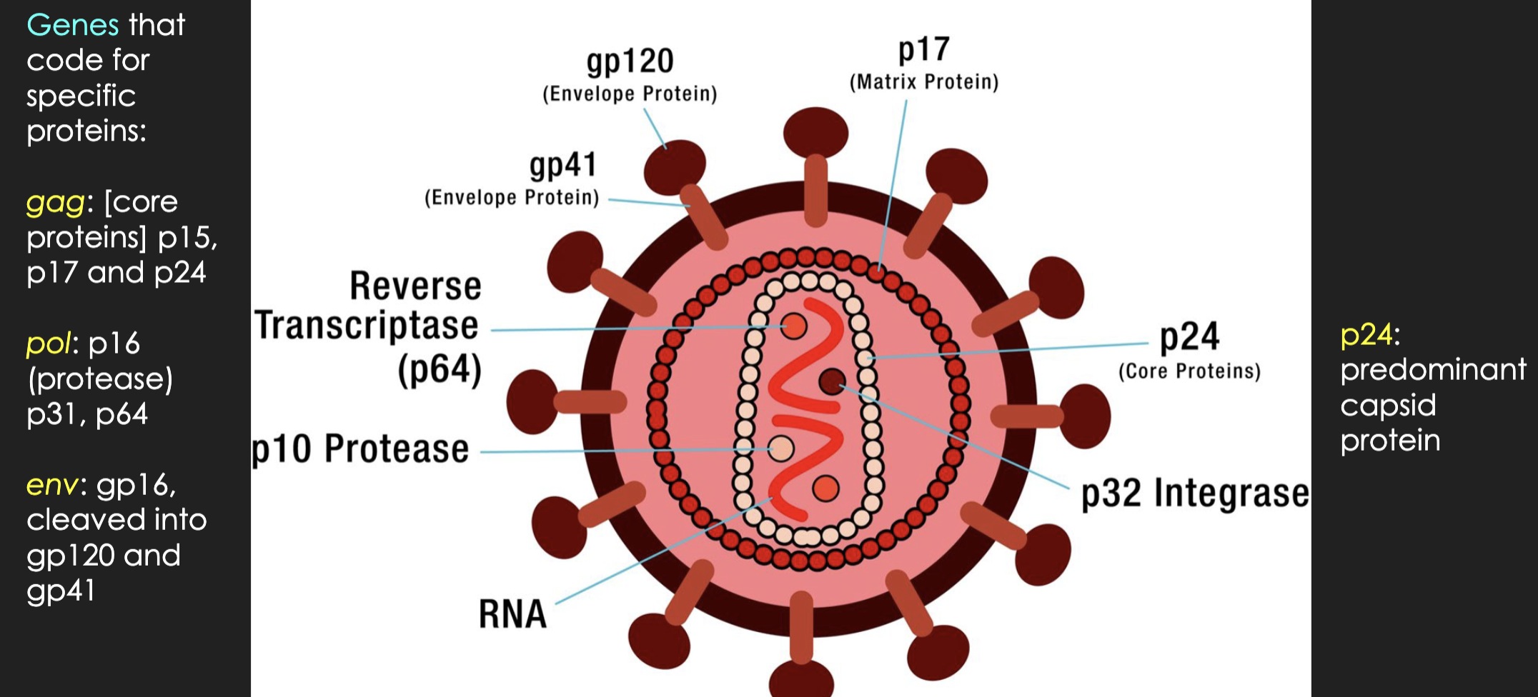<p>envelope proteins: gp41, gp120</p><p>inside: p17, p24 (predominant capsid protein)</p>