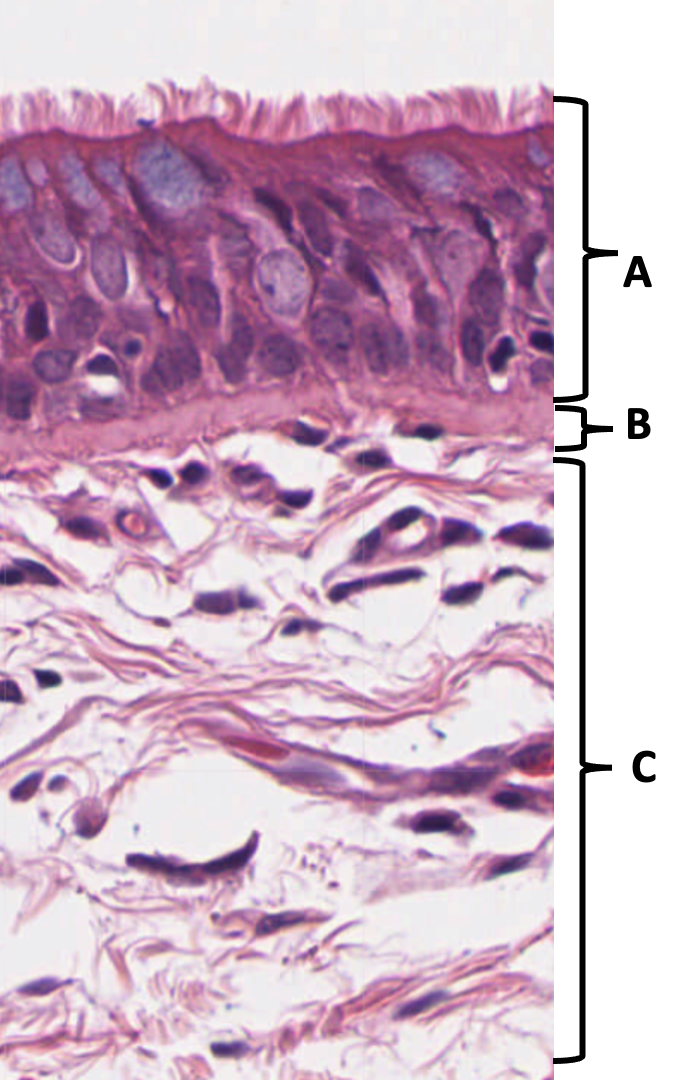 <p>Trachea and esophagus: </p><p><span>Name the tissue at A:</span></p>