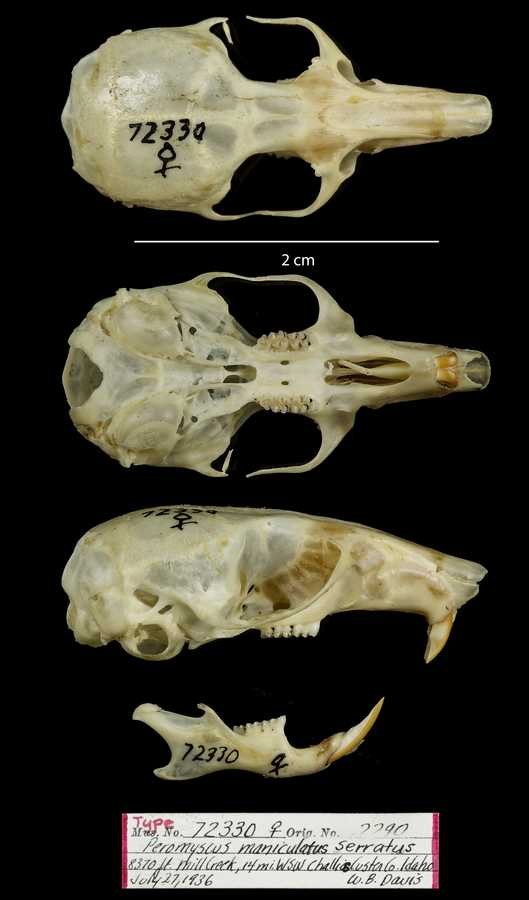 <p>Family cricetidae Peromyscus maniculatus (deer mouse)</p>