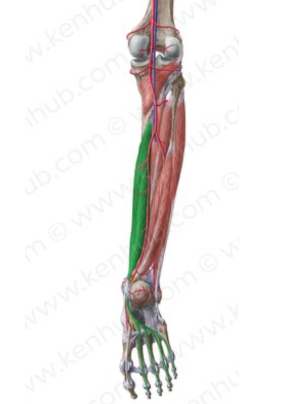 <p>Origem, inserção, inervação e função do m. <span>flexor longo dos dedos:</span></p>
