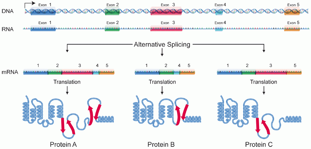 <ol><li><p>exon skipping/inclusion</p></li><li><p>alternative 3’ splice sites </p></li><li><p>atternative 5’ splice sites </p></li><li><p>mutually exclusive exons</p></li><li><p>intron retention </p></li></ol><p></p>