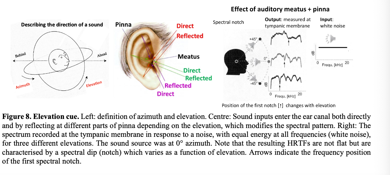 <ul><li><p>assists sound localisation</p></li><li><p>modifying the spectra in space-dependent manner</p><ul><li><p>can detect the azimuthal location </p></li></ul></li></ul><p>HOW:</p><ol><li><p>sound to ear</p></li><li><p>sound input enter the ear canal directly AND reflecting at different parts of pinna</p></li><li><p>depends on their elevation</p></li><li><p>the elevation modified the spectral pattern</p></li></ol><p></p>