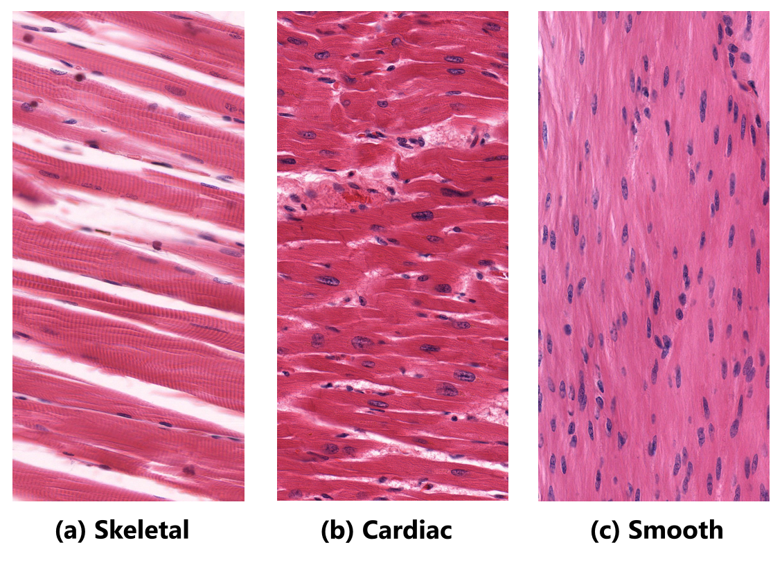 <p>Muscle Tissue</p>