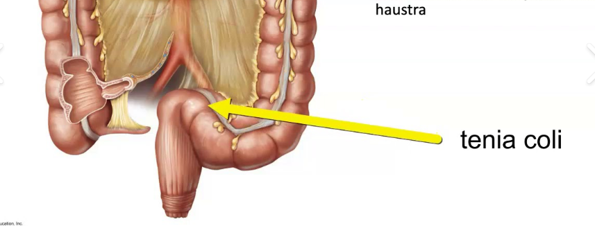 <p>Tenia Coli</p>