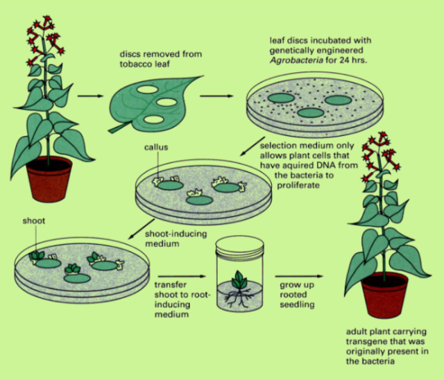<p>Process of Tissue Culture Gene Transfer</p>
