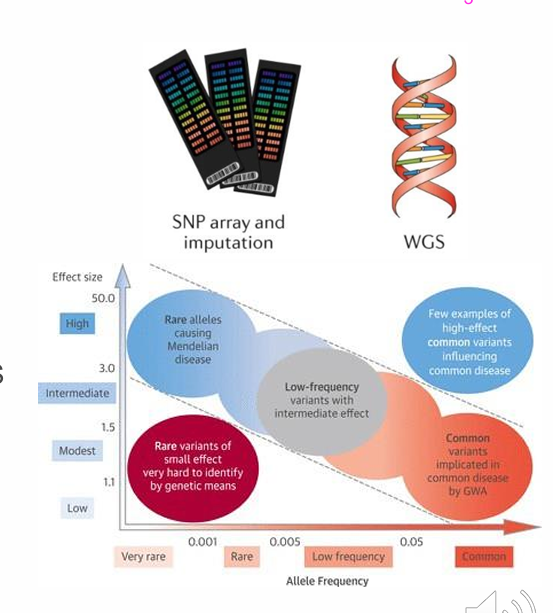 <p>Classic GWAS is designed to detect common variants (genetic variants are more common in the cases than the controls are said to be associated with the disease)</p><p>Assumption:</p><p>Common complex diseases are influenced by common variants, each usually having a small additive effect on risk.</p>