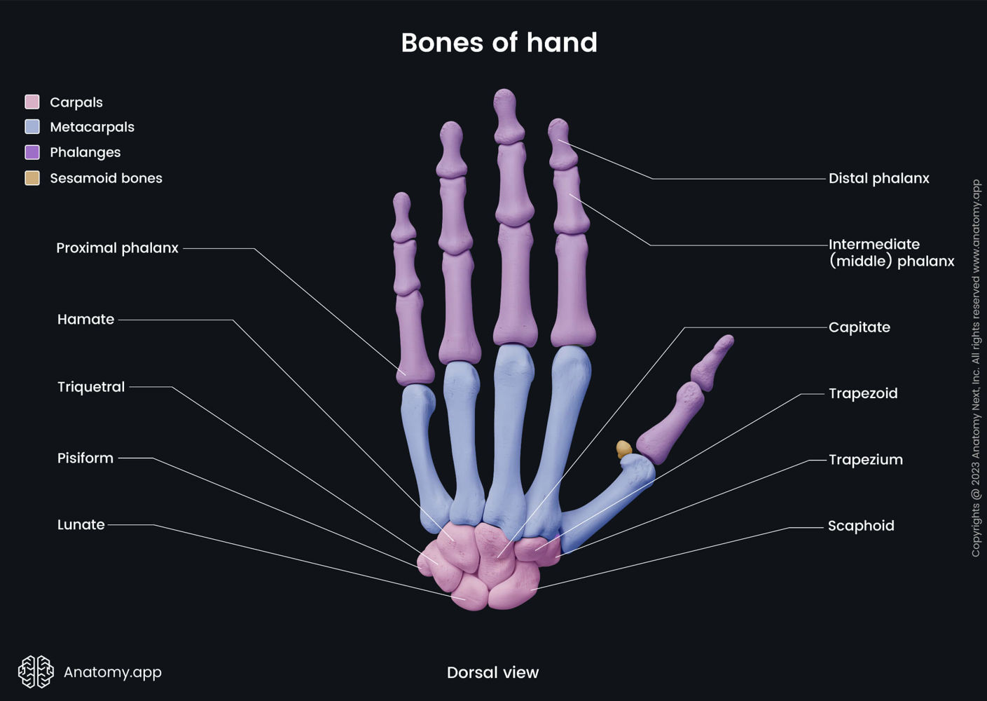 <p>The 8 small bones of the wrist. ๐ VISUAL LOCATION: โ The very base of the hand where it meets the arm.</p><img src="https://upload.wikimedia.org/wikipedia/commons/thumb/0/0d/Carpal_bones.png/500px-Carpal_bones.png" data-width="50%" data-align="center" alt="Carpals Location" style="display: block; width: 50%; margin-left: auto; margin-right: auto;"><p></p>