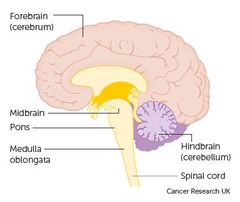 <p>What components make up the CNS?</p>