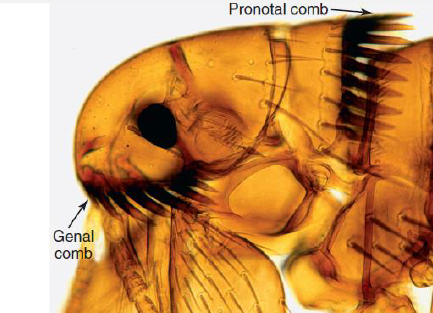 <p><em>Ctenocephalides</em>: morphological features</p>