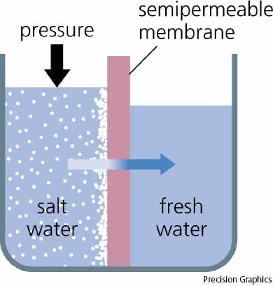 <p>Diffusion of water across a selectively permeable membrane.</p>