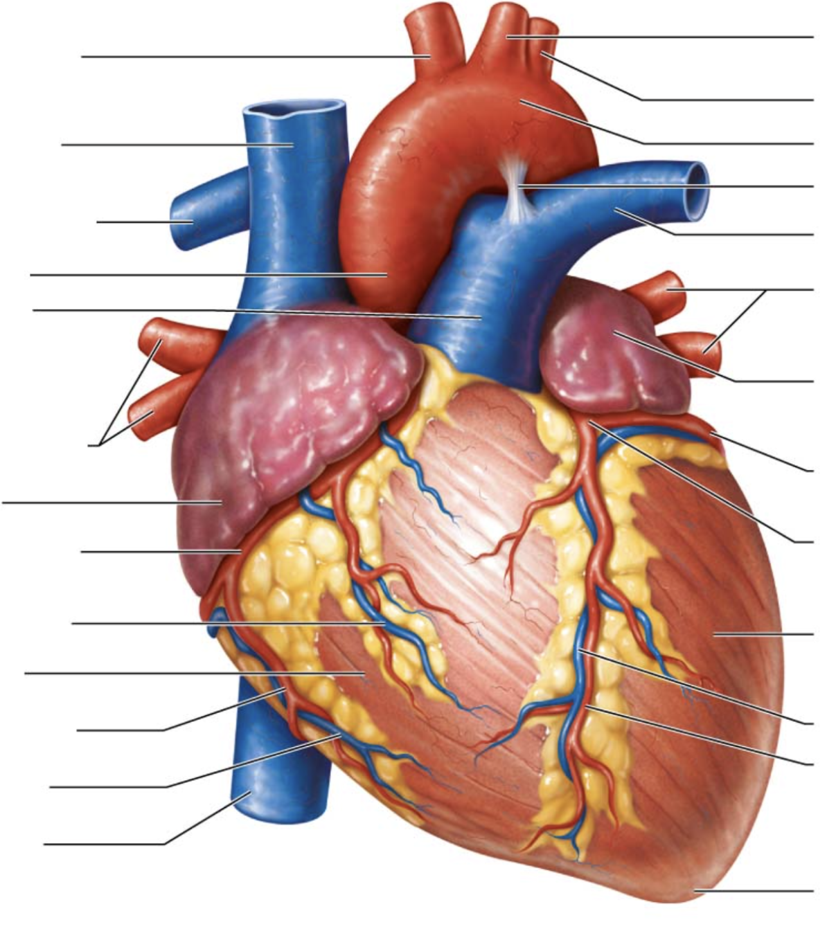 <p>fifth arrow on left</p>