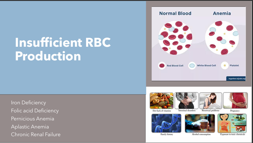 <ul><li><p>Iron Deficiency Anemia</p></li><li><p>Folic acid Deficiency</p></li><li><p>Pernicious Anemia</p></li><li><p>Aplastic Anemia</p></li><li><p>Chronic Reneal Failure</p></li></ul><p></p>