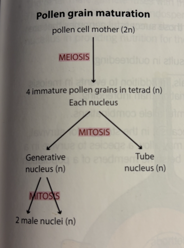 <p>Pollen mother cells (2n)</p><p><strong>Meiosis</strong>→</p><p>4 Immature pollen grains tetrad (n) each nucleus</p><p><strong>Mitosis</strong>→ (mature pollen grain)</p><p>Tube nucleus (n) (move to tip guide pollen to ovule) → degenerate</p><p>Generative nucleus </p><p><strong>Mitosis→</strong></p><ul><li><p>2 male nuclei (n)</p></li></ul><p></p>