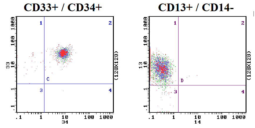 <p>- Antigen expression profile by flow cytometry</p><p>- Myeloid antigens: CD13, CD33</p><p>- Monocytoid: CD14, CD64</p><p>- Primitive cells: CD34 (commonly positive)</p><p>.</p><p>- have to remember some CD numbers</p><p>- CD34 (haemopoietic stem cells)</p><p>- CD13 and CD33 are myeloid associated antigens</p><p>- if you have a leukaemia that is positive for CD13 and CD33 monoclonal antibodies, it tells us the cell is myeloid</p><p>- CD10 and CD19 are B cells associated (would be positive particularly in paediatric B cell acute lymphoblastic leukaemia)</p><p>- CD3 and CD7 are T cells associated</p>