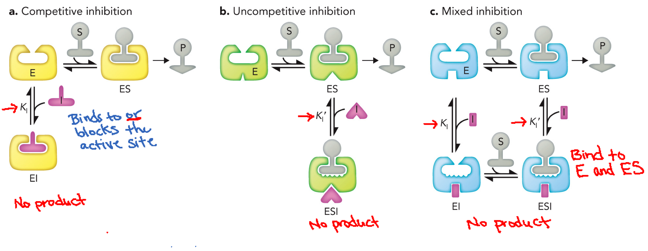 <p>Competitive inhibition: Inhibitor binds only to enzyme (E), binds at active site, competes with substrate, doesn’t bind with it</p><p>Uncompetitive inhibition: Inhibitor binds only to ES complex, cannot bind free energy, binds after substrate is already bound, do not bind to active site</p><p>Mixed inhibition: Inhibitor binds E and ES, can bind with or without substrate, do not bind to active site</p>