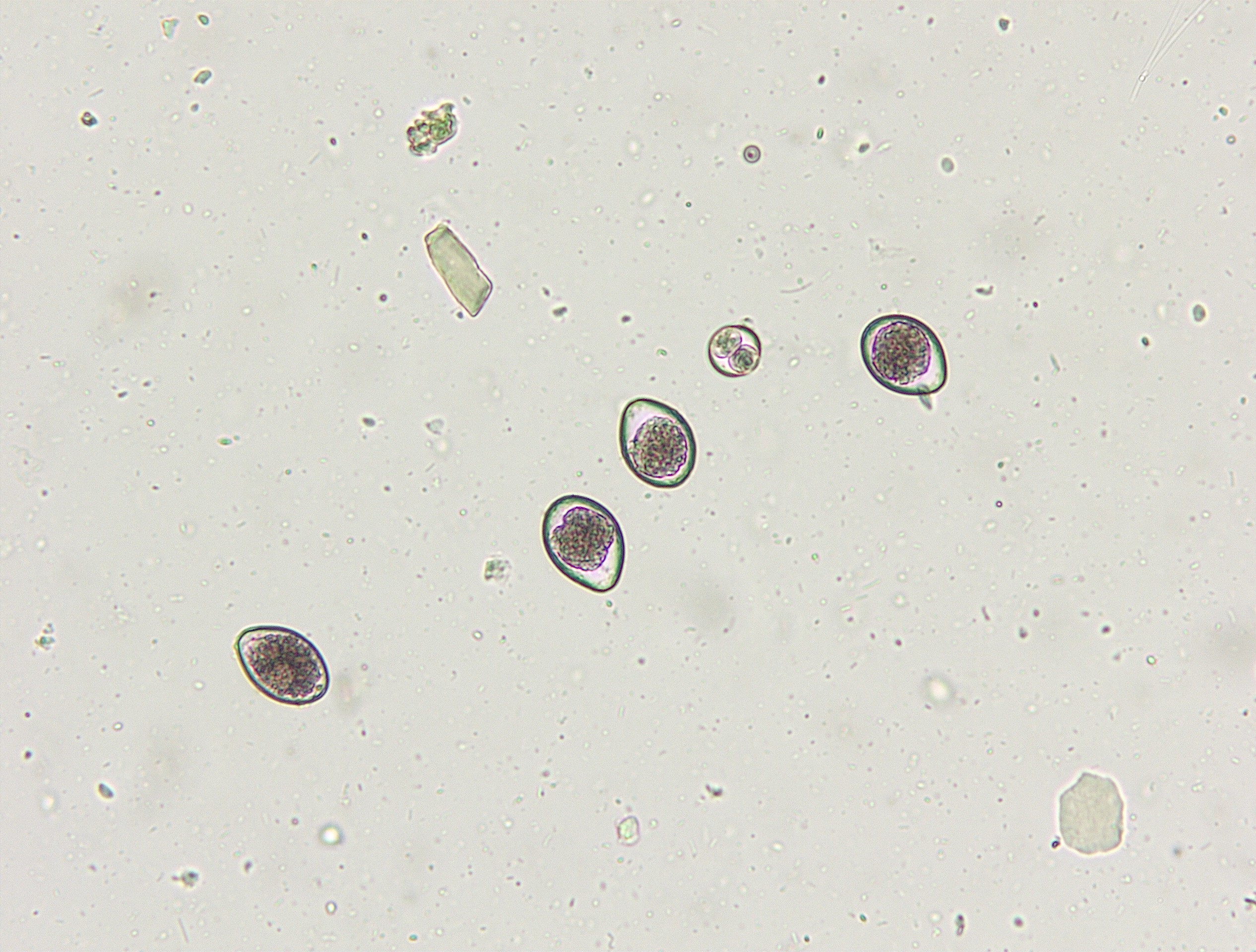 <p>Coccidia in Dogs - Cystoisospora </p>