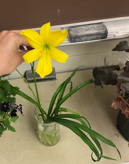 <ul><li><p>looks similar to a lily</p></li><li><p>older cultivars flower for a day and then close</p></li></ul><p></p>