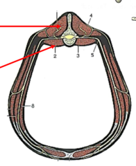 <p>those muscles of the vertebral column dorsal to the transverse processes (ex. transversospinalis, longissimus, iliocostalis)</p>