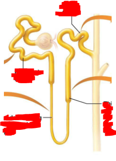 <p>What makes up the renal tubule </p>